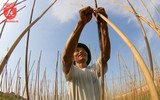 Có một nguồn cung rau an toàn dồi dào cho nội thành Hà Nội